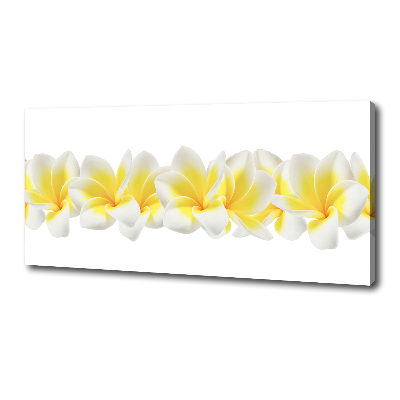 Foto obraz canvas Plumeria