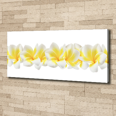 Foto obraz canvas Plumeria