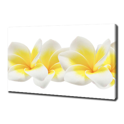 Foto obraz canvas Plumeria