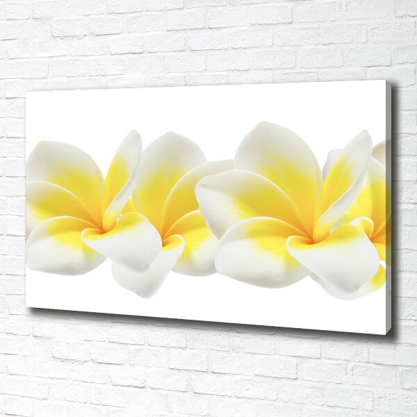 Foto obraz canvas Plumeria
