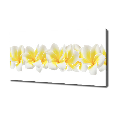 Foto obraz canvas Plumeria