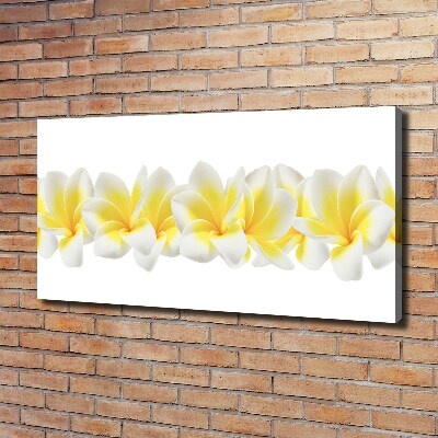 Foto obraz canvas Plumeria