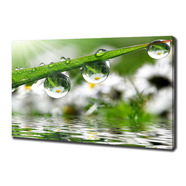 Foto en lienzo con acabado profesional horizontal Gotas sobre la hierba