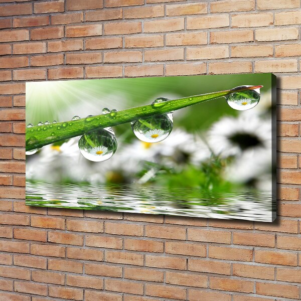 Foto en lienzo con acabado profesional horizontal Gotas sobre la hierba