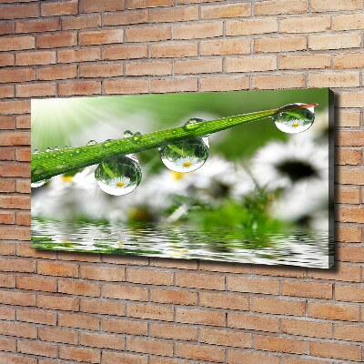 Foto en lienzo con acabado profesional horizontal Gotas sobre la hierba