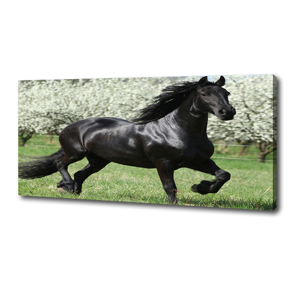 Fotocuadro en lienzo de alta calidad horizontal Flores de caballo negro