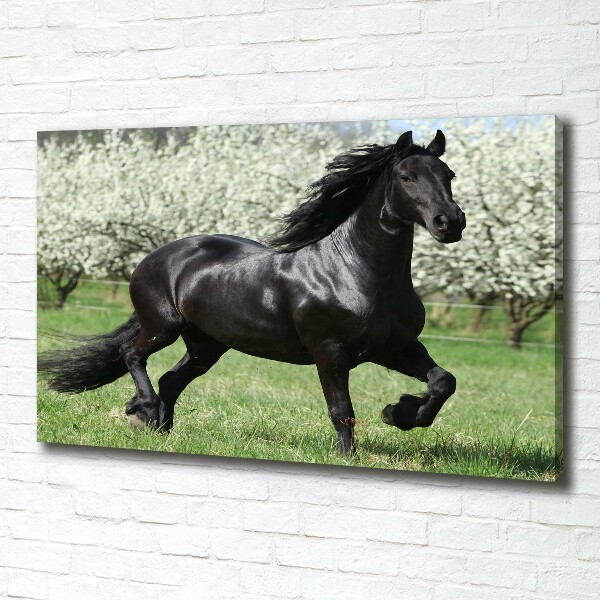 Fotocuadro en lienzo de alta calidad horizontal Flores de caballo negro
