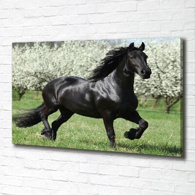 Fotocuadro en lienzo de alta calidad horizontal Flores de caballo negro