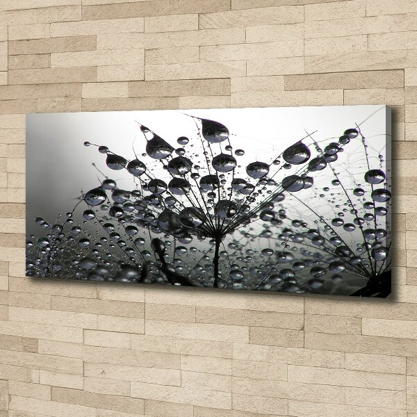 Foto obraz na płótnie Nasiona dmuchawca