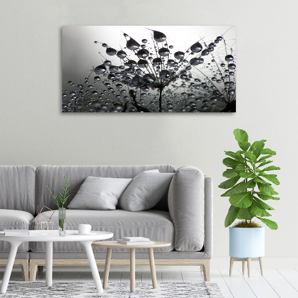 Foto obraz na płótnie Nasiona dmuchawca