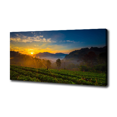 Cuadro canvas moderno de gran formato horizontal Plantación de té