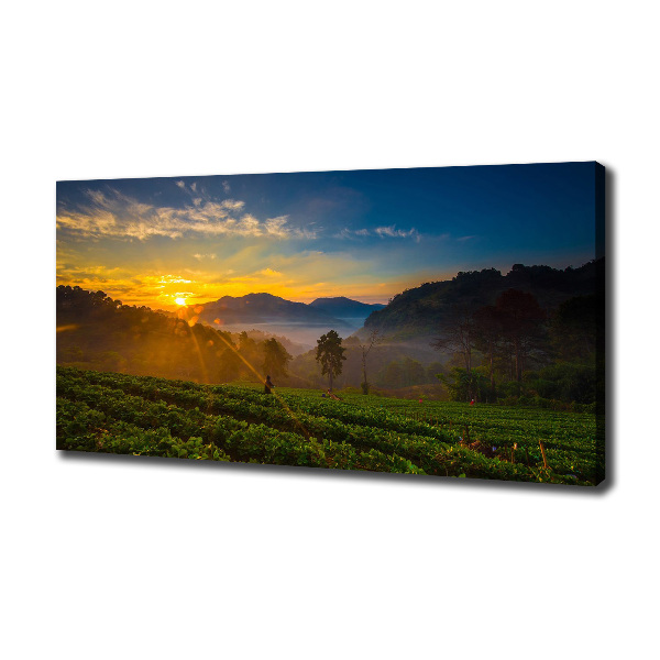 Cuadro canvas moderno de gran formato horizontal Plantación de té