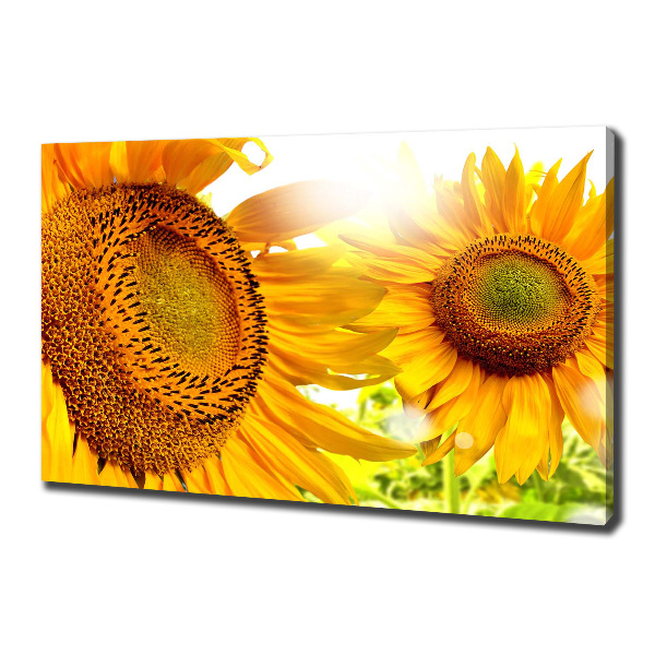 Cuadro canvas moderno de gran formato horizontal Girasoles