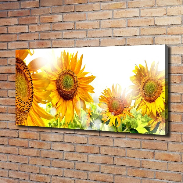 Cuadro canvas moderno de gran formato horizontal Girasoles