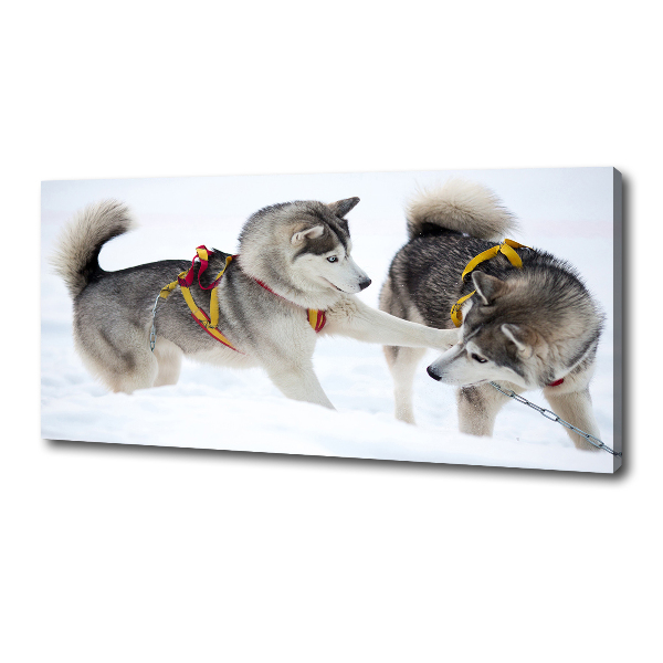 Cuadro canvas moderno de gran formato horizontal Huskies en invierno