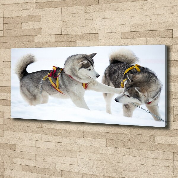 Cuadro canvas moderno de gran formato horizontal Huskies en invierno