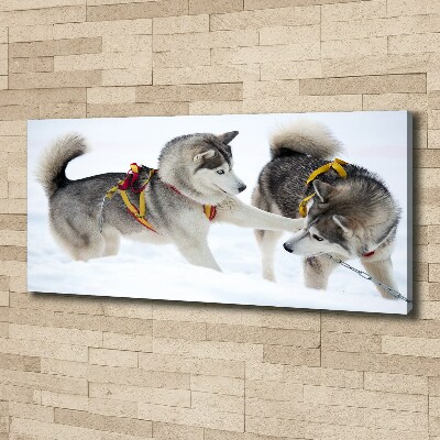 Cuadro canvas moderno de gran formato horizontal Huskies en invierno