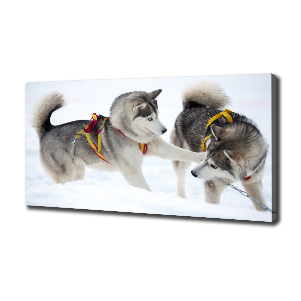 Cuadro canvas moderno de gran formato horizontal Huskies en invierno