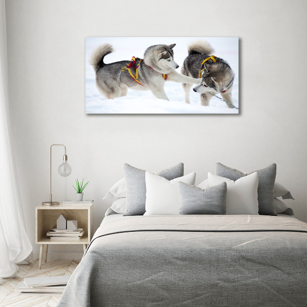 Cuadro canvas moderno de gran formato horizontal Huskies en invierno