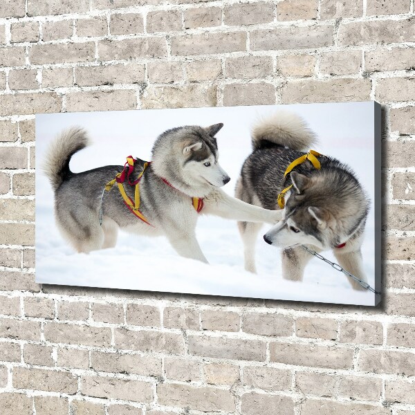 Cuadro canvas moderno de gran formato horizontal Huskies en invierno