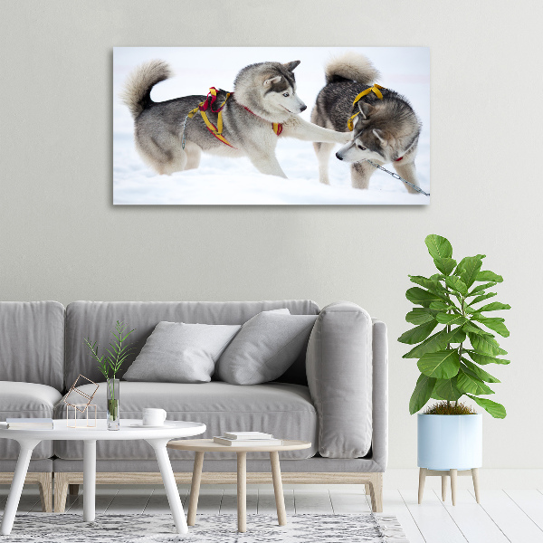 Cuadro canvas moderno de gran formato horizontal Huskies en invierno