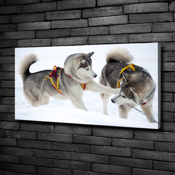 Cuadro canvas moderno de gran formato horizontal Huskies en invierno