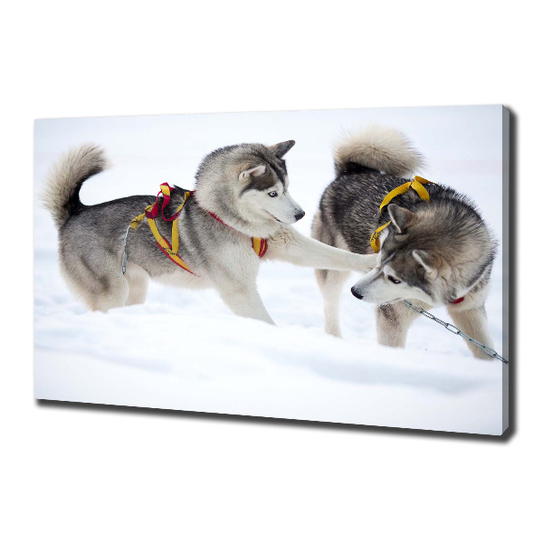 Cuadro canvas moderno de gran formato horizontal Huskies en invierno