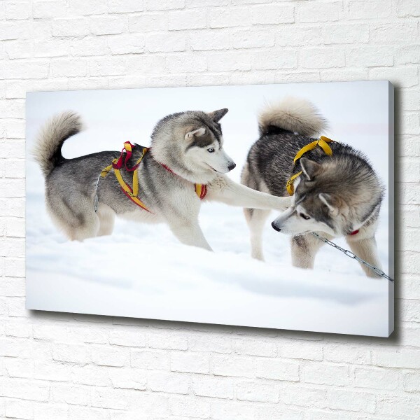 Cuadro canvas moderno de gran formato horizontal Huskies en invierno