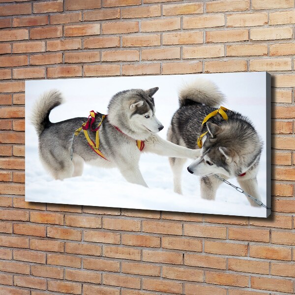 Cuadro canvas moderno de gran formato horizontal Huskies en invierno