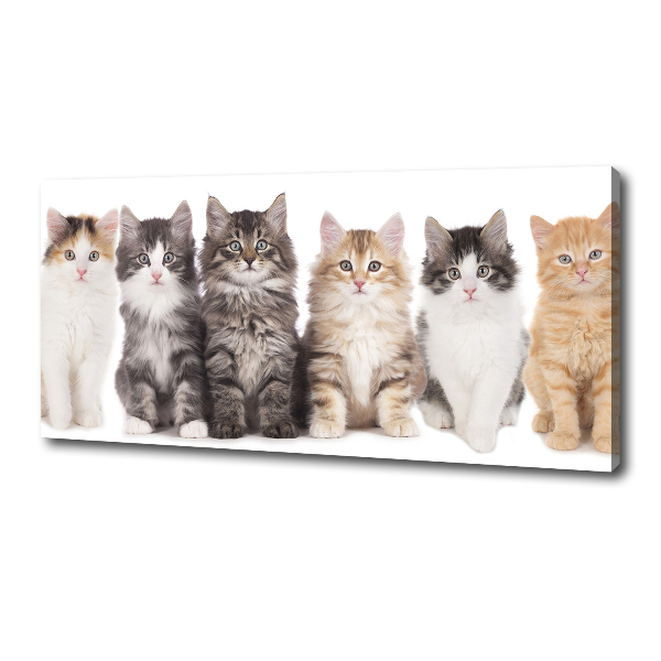 Cuadro canvas con impresión uv duradera horizontal Seis gatos