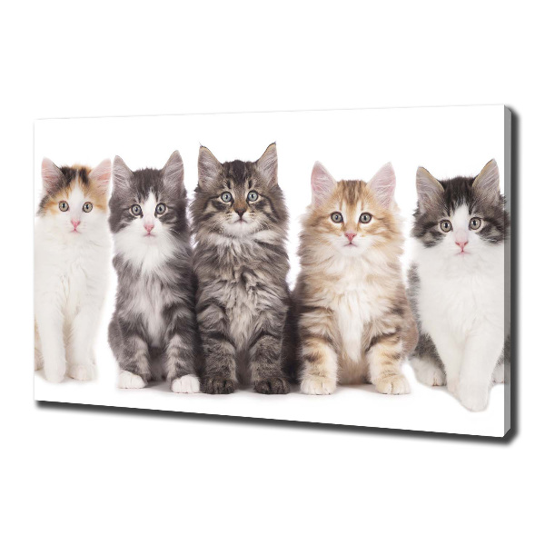 Cuadro canvas con impresión uv duradera horizontal Seis gatos