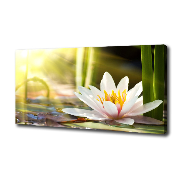 Cuadro canvas con impresión uv duradera horizontal Nenúfar