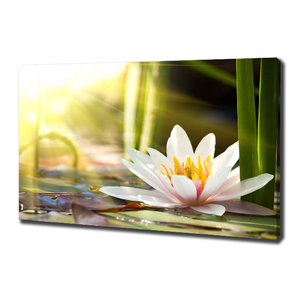 Cuadro canvas con impresión uv duradera horizontal Nenúfar