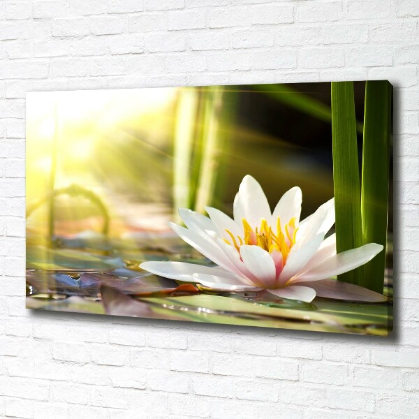 Cuadro canvas con impresión uv duradera horizontal Nenúfar