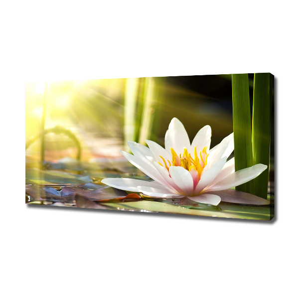 Cuadro canvas con impresión uv duradera horizontal Nenúfar
