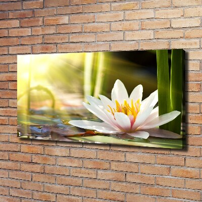 Cuadro canvas con impresión uv duradera horizontal Nenúfar