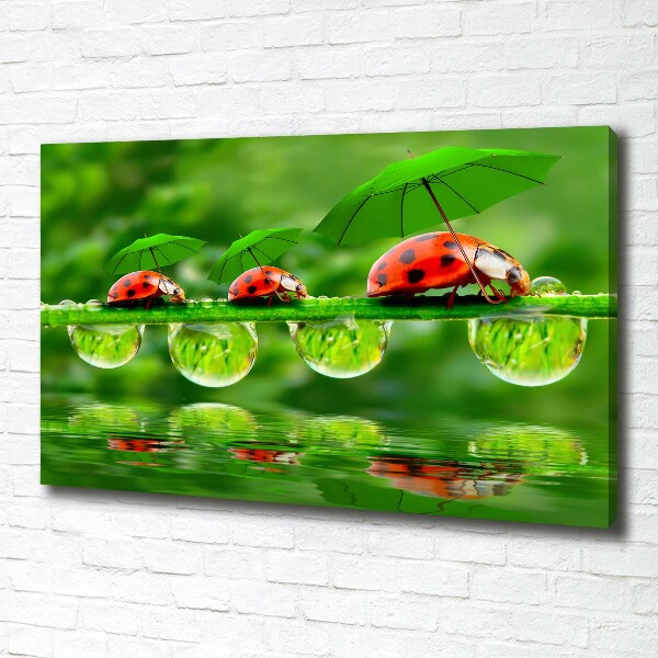 Cuadro canvas con impresión uv duradera horizontal Paraguas de mariquita