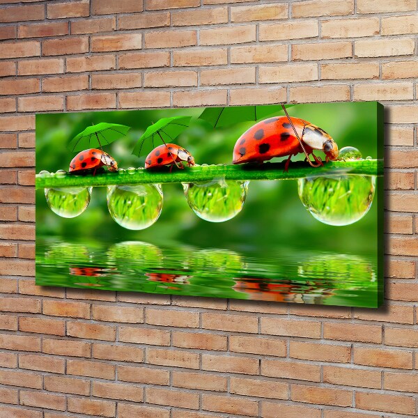 Cuadro canvas con impresión uv duradera horizontal Paraguas de mariquita
