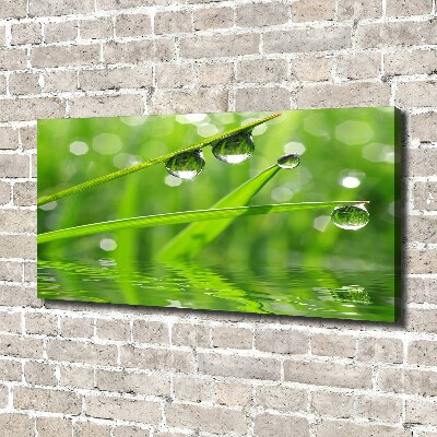 Foto en lienzo con acabado profesional horizontal Gotas sobre la hierba