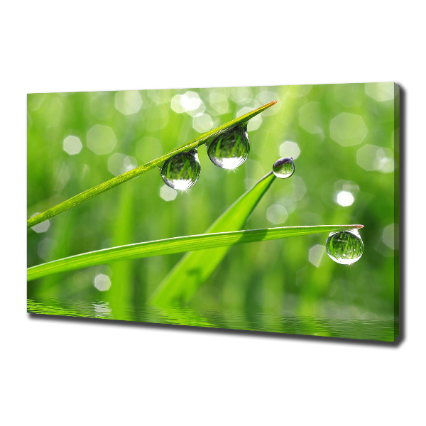 Foto en lienzo con acabado profesional horizontal Gotas sobre la hierba