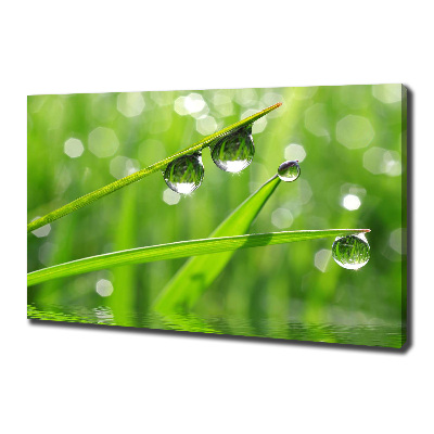 Foto en lienzo con acabado profesional horizontal Gotas sobre la hierba