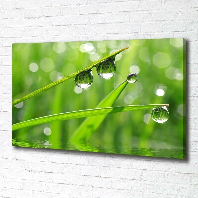 Foto en lienzo con acabado profesional horizontal Gotas sobre la hierba