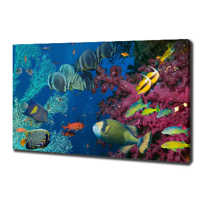 Cuadro canvas moderno de gran formato horizontal Arrecife de coral