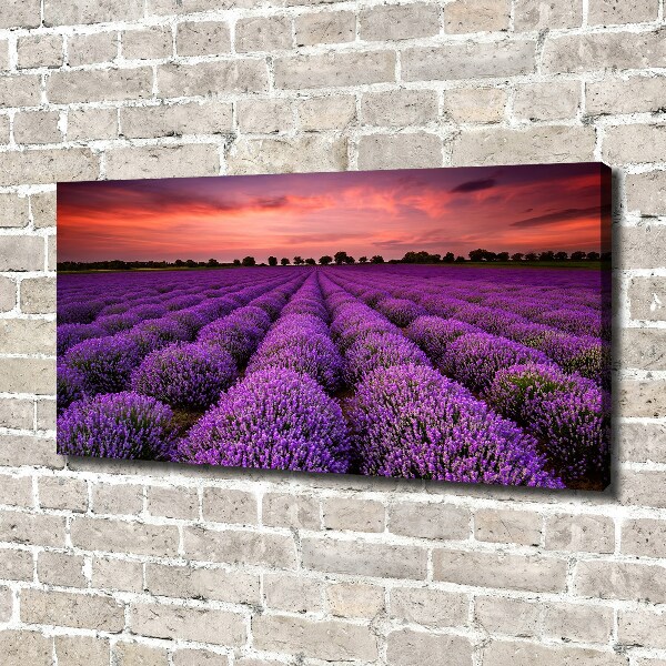 Cuadro canvas con impresión uv duradera horizontal campo de lavanda