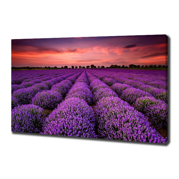 Cuadro canvas con impresión uv duradera horizontal campo de lavanda