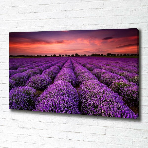 Cuadro canvas con impresión uv duradera horizontal campo de lavanda