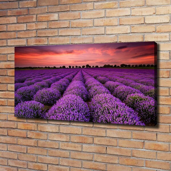 Cuadro canvas con impresión uv duradera horizontal campo de lavanda