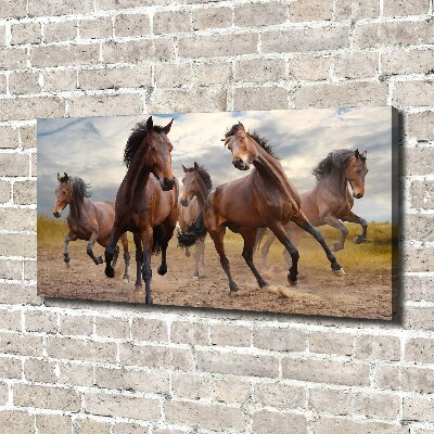 Fotocuadro en lienzo de alta calidad horizontal Cinco caballos