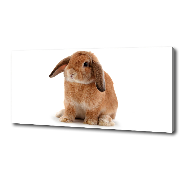 Cuadro canvas con impresión uv duradera horizontal conejo rojo