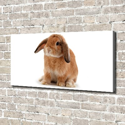 Cuadro canvas con impresión uv duradera horizontal conejo rojo